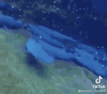 a whale is swimming in a tank with a tiktok watermark