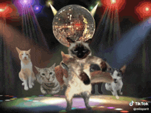 a group of cats are dancing in front of a disco ball and a tiktok logo