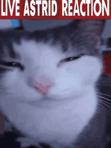 Live Live Reaction GIF - Live Live Reaction Cat GIFs