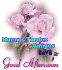 a picture of pink roses with the words buenos tardes amigos gays