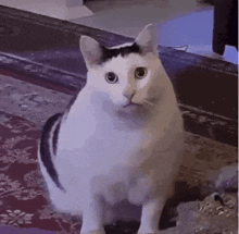 a fat white cat with a black spot on its head is sitting on a rug .