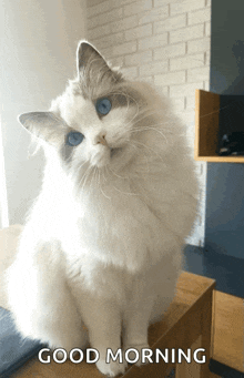 Cat Ragdoll Cat GIF - Cat Ragdoll Cat Cute GIFs