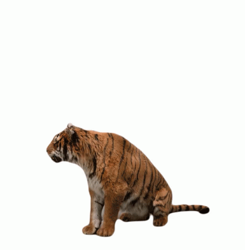 Tiger Roar Sticker Tiger Roar Stand Up Discover Share Gifs