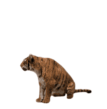 tiger roar stand up big cat stripes