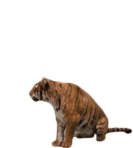 Tiger Roar Sticker - Tiger Roar Stand Up Stickers