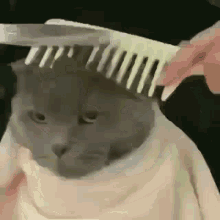 Cat Getting Faded Hair Cut GIF