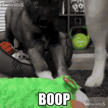 Boop Boops GIF - Boop Boops Boop The Snoot GIFs