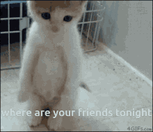 sad sad cat cat where are your friends tonight lcd soundsystem