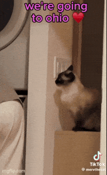 a cat is sitting in a closet with the words " we 're going to ohio " written above it