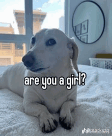 Are You A Girl GIF - Are You A Girl GIFs