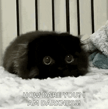 Black Cat Demon GIF - Black Cat Demon Cute GIFs