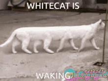whitecat whitecat osu osugame osu funny cat