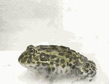 Frog Cute GIF