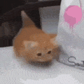 Orange Cat Ginger Cat GIF - Orange Cat Ginger Cat Kitten GIFs