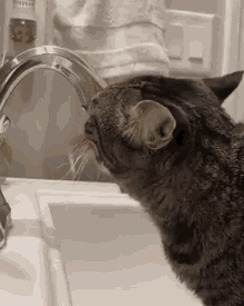 cat drinking grumpy kitza water sink