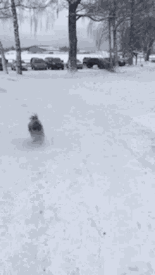 Dog Hund GIF - Dog Hund Winter GIFs