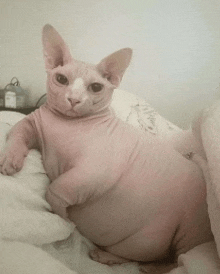 a hairless cat is laying on a bed looking at the camera .