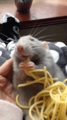 ratatouille cute rat eating spaghetti