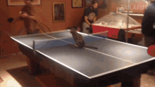in the middle table tennis ping pong try to catch cat