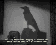 Raven Bird GIF - Raven Bird Shadow GIFs