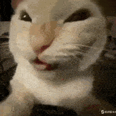 a close up of a cat making a funny face while looking at the camera .