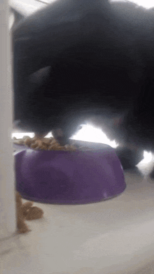 Cat What The Cat Doing GIF - Cat What The Cat Doing What The Tuna GIFs