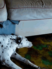a dalmatian dog is laying on its back on a bed