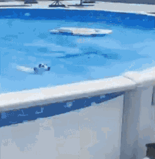 a dog is swimming in a pool with a surfboard in the water .