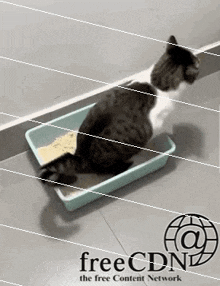 a black and white cat is sitting in a litter box with a free cdn logo in the corner .
