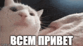Hello Russian GIF - Hello Russian Cat GIFs