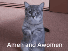 amen amwomen amen and awomen cat pray pray