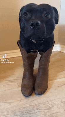 a dog wearing a pair of brown cowboy boots with a tik tok watermark