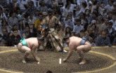 Thegoon Sumo GIF
