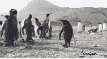a black and white photo of a group of penguins with the name pompon at the bottom