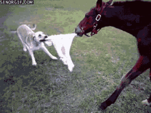 Horse Dog Fight Horse GIF - Horse Dog Fight Horse GIFs