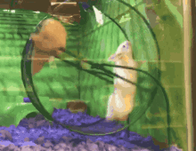 Hamster Spinning GIF - Hamster Spinning Here We Go GIFs