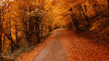 a road covered in leaves in the woods