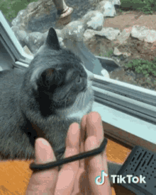 Cat Prank GIF - Cat Prank Tie GIFs
