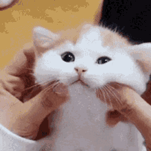 Cat Snuggle GIF - Cat Snuggle Cute Cat GIFs