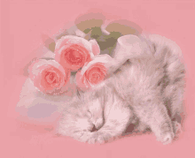 Flowers Kitten GIF - Flowers Kitten GIFs