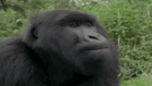Nope Social Gorilla GIF - Nope No Social Gorilla GIFs