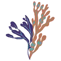 a drawing of a seaweed plant with purple and orange leaves on a white background