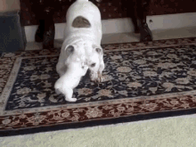 two dogs are playing on a rug in a living room .