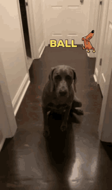 Dog Ball GIF - Dog Ball Pet GIFs