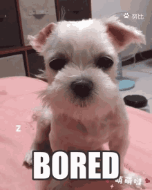 Bored Dog GIF - Bored Dog GIFs