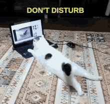 Dont Disturb, Cats On Work GIF - Fat Cat Kucing Gendut Kucing Malas GIFs