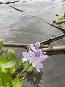 a purple flower with a yellow center is floating on the water