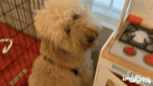 a small dog standing next to a toy stove with the words imgplay written on the bottom