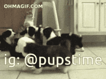 Dog Puppy GIF - Dog Puppy Puppies GIFs