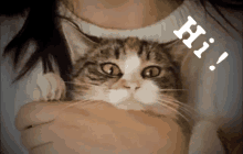 Cat Hola GIF